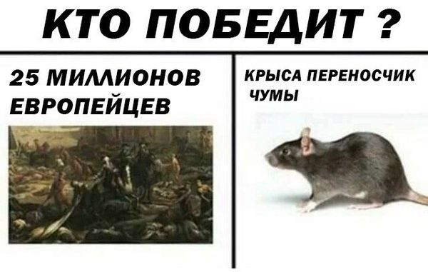 Дератизация от грызунов от крыс и мышей в Саранске