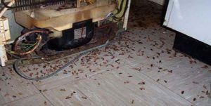 Поморить тараканов в квартире в Саранске, цены