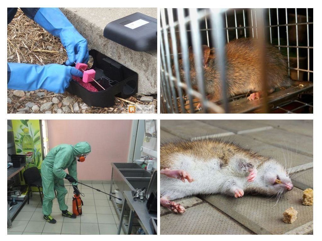 Травить грызунов крыс и мышей в Саранске