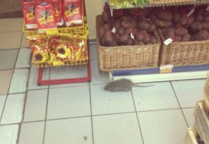 Дезинфекция от грызунов, крыс и мышей в Саранске