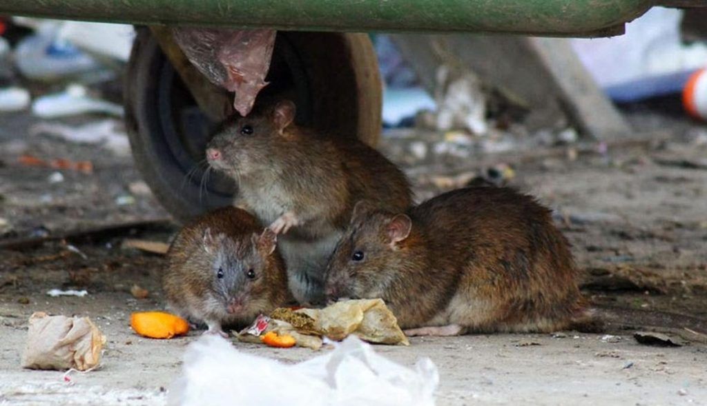 Травить грызунов крыс и мышей в Саранске