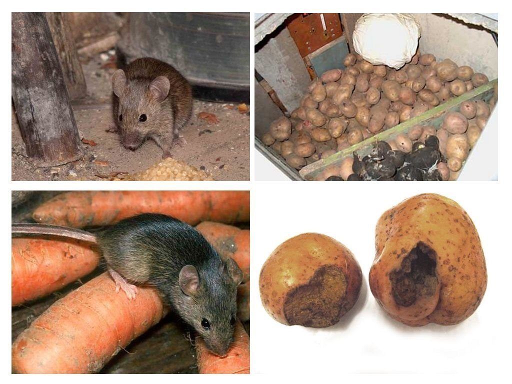 Обработка от грызунов крыс и мышей в Саранске