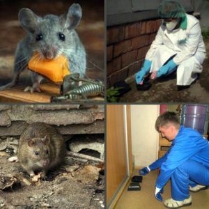 Уничтожение крыс в Саранске, цены, стоимость, методы