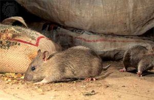 Дератизация от грызунов от крыс и мышей в Саранске