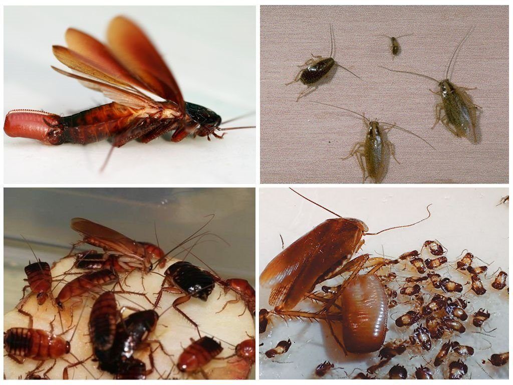 Уничтожение тараканов в квартире в Саранске 