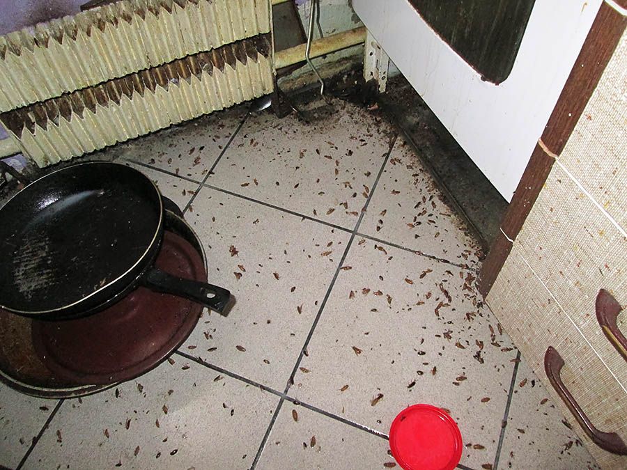 Санэпидемстанция от тараканов в Саранске, вызвать, цены